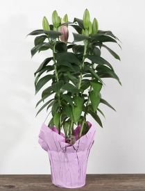 6" LILY, ORIENTAL, ASSTD, POT COVER