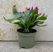6" RHIPSALIDOPSIS, SPRING CACTUS, MEDIUM