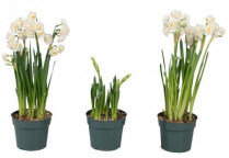 6" BULB, BRIDAL CROWN