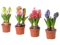 6" BULB, HYACINTH, ASSORTED