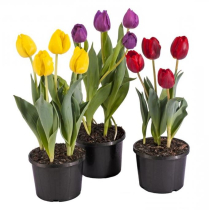 6" BULB, TULIP, ASSORTED
