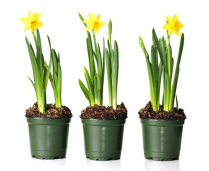 7.5" DAFFODIL, ASSORTED