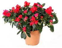8" AZALEA BUSH, ASSORTED