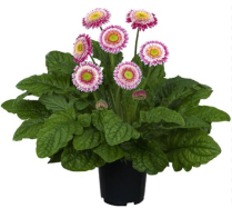 9" GERBERA, SUNSHAPER