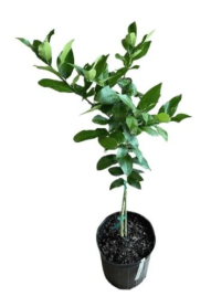 10" CITRUS, LEMON HARVEY (NO EXPORT)