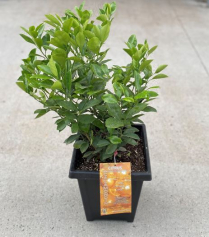 10" CITRUS, CALAMONDIN (NO EXPORT)