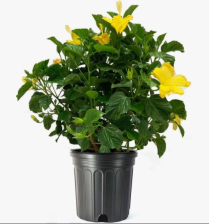 10" HIBISCUS, BUSH