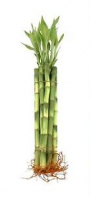45 CM LUCKY BAMBOO, STRAIGHT STEM