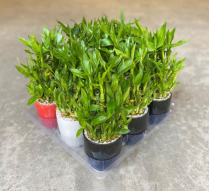 4" LUCKY BAMBOO 3 TIER, PAGODA