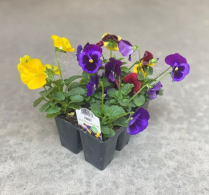 606-FLAT PANSIES, ASSORTED