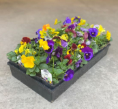 606-FLAT PANSIES, ASSORTED