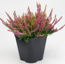 3.8" HEATHER, CALLUNA ASSTD