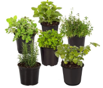 3.8" HERBS, BY VARIETY