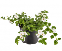 4" BACOPA, WHITE