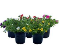 4" CALIBRACHOA, MINI FAMOUS