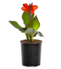 4" CANNA LILY, ASSORTED