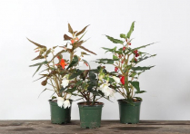 4" BEGONIA, BOLIVIENSIS, BOSSA NOVA