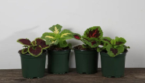 4" COLEUS, MINI KONG, ASSORTED