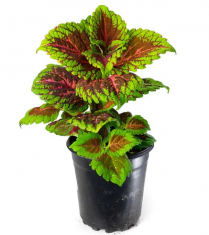 4" COLEUS, DUMMEN, ASSORTED