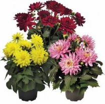 4" DAHLIA, ASSORTED