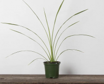 4" DRACAENA SPIKE