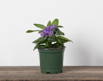 4" HELIOTROPE, MARINE