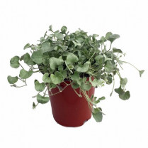 4" DICHONDRA, SILVER FALLS