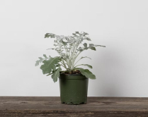 4" DUSTY MILLER