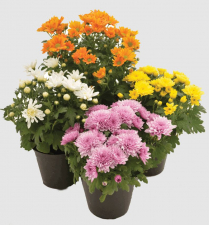 4" GARDEN MUM, ASSORTED