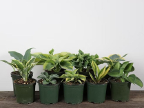 4" HOSTA, MINI, ASSORTED