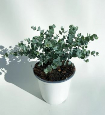 4" EUCALYPTUS, SILVER DOLLAR