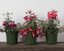 4" FUCHSIA, ASSORTED