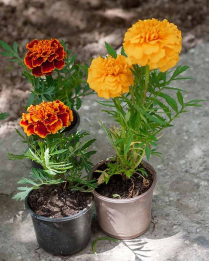 4" MARIGOLD, ASSORTED