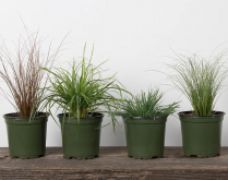 4" ORNAMENTAL GRASS, ASSORTED