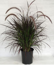 4" PURPLE FOUNTAIN GRASS