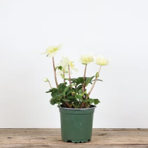 4" HELLEBORUS, WHITE