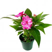 4" IMPATIENS, NEW GUINEA, ASSTD