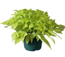 4" IPOMOEA, GREEN