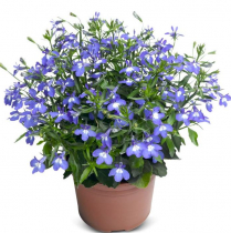 4" LOBELIA, BELLA AZURE