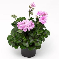 4" GERANIUM, IVY, ASSORTED