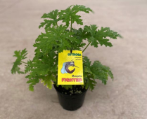 4" T&T/ GERANIUM, MOSQUITO SHOCKER