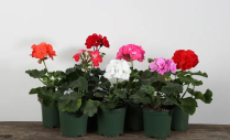 4" GERANIUM, ZONAL, ASSORTED