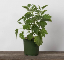 4" GERANIUM, SCENTED, CITROSA, LARGE