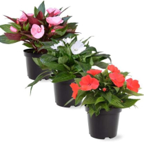 4" NEW GUINEA IMPATIENS, ASSORTED