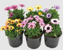 4" OSTEOSPERMUM, ASSORTED