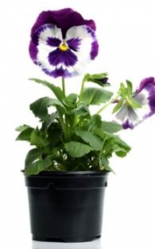 4" PANSIES, ASSORTED