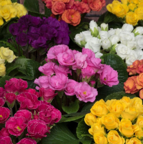 4" PRIMULA, DOUBLE, PARADISO