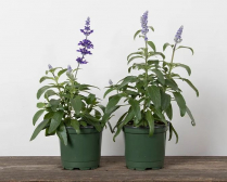 4" SALVIA, BLUE