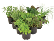 4" HERBS, ASSORTED