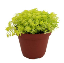 4" SEDUM, FINE GOLD LEAF